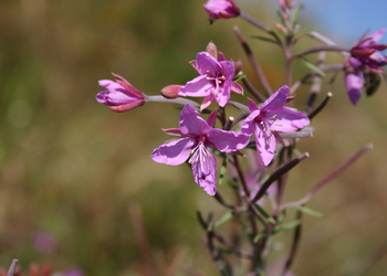 Rosmarin-Weidenröschen (Epilobium dodonaei) - © Emanuel Trummer